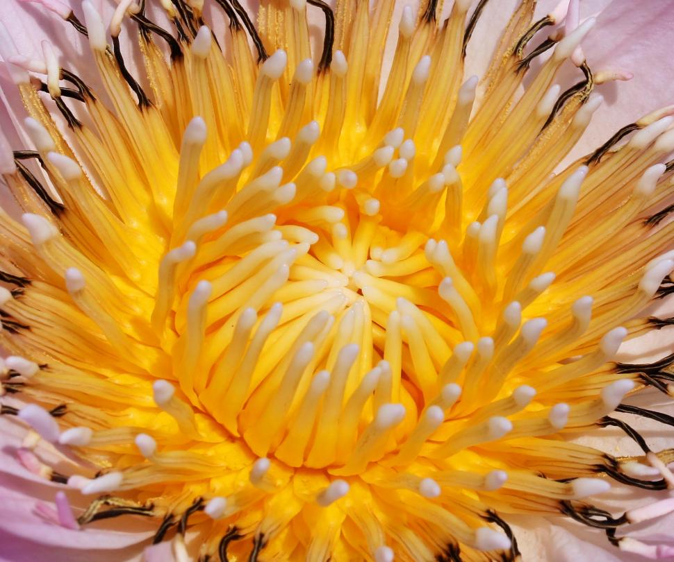 Heart Of A Lotus Wallpaper,nature Hd Wallpaper,lotus - HD Wallpaper 