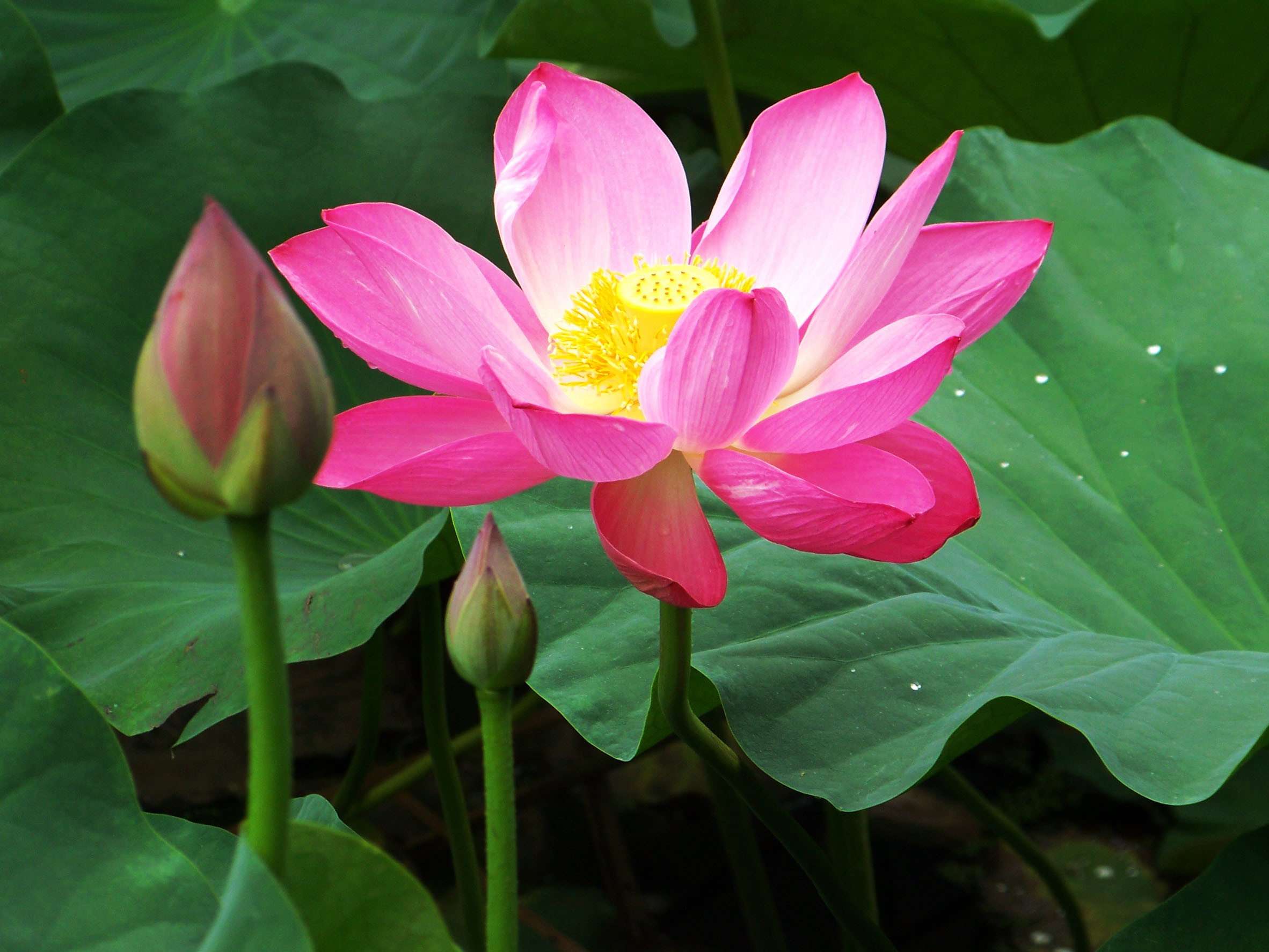 2364x1774, Beautiful Lotus Flowers Wallpapers 07, Lotus - Beautiful Lotus Flower Wallpaper Hd - HD Wallpaper 