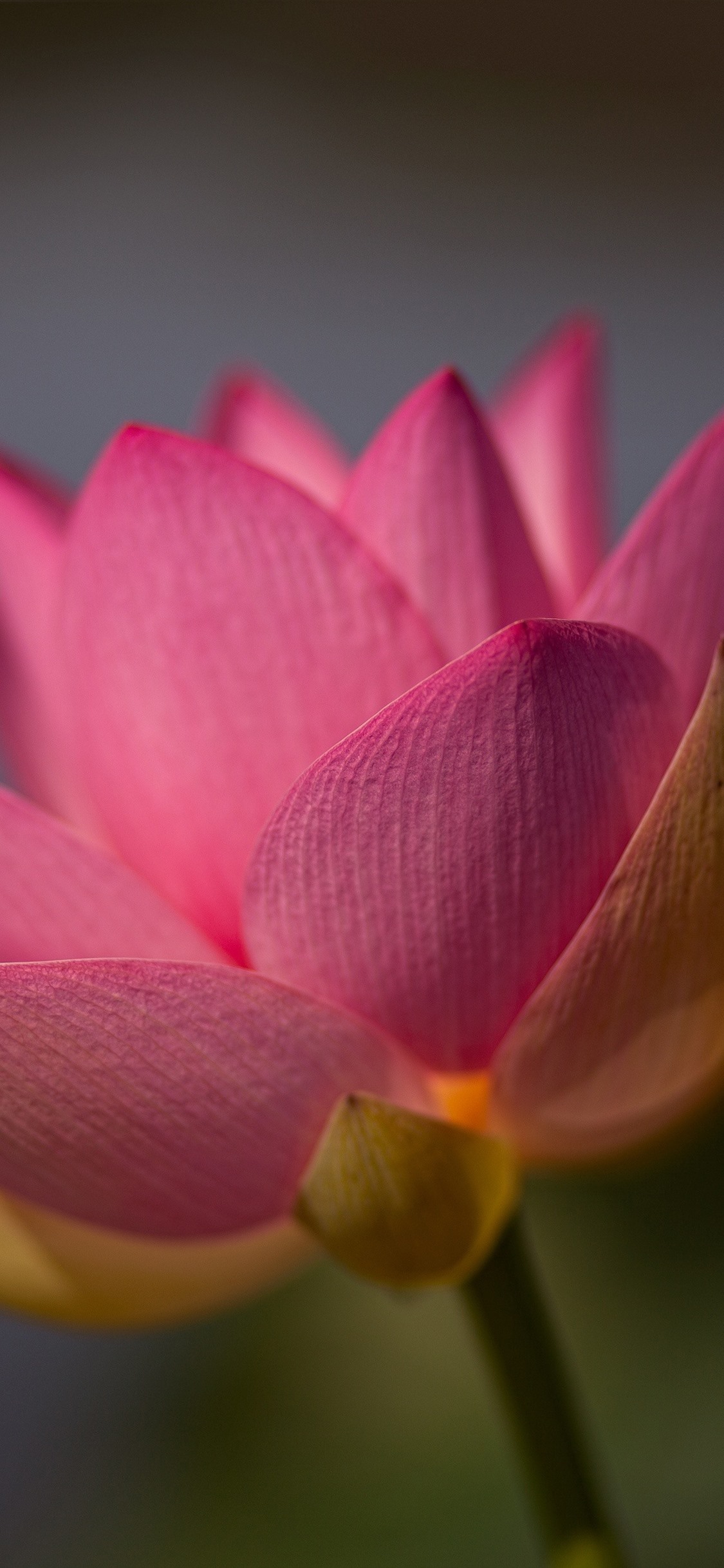 Iphone Wallpaper Pink Lotus Close-up, Petals, Hazy - Iphone X Lotus - HD Wallpaper 