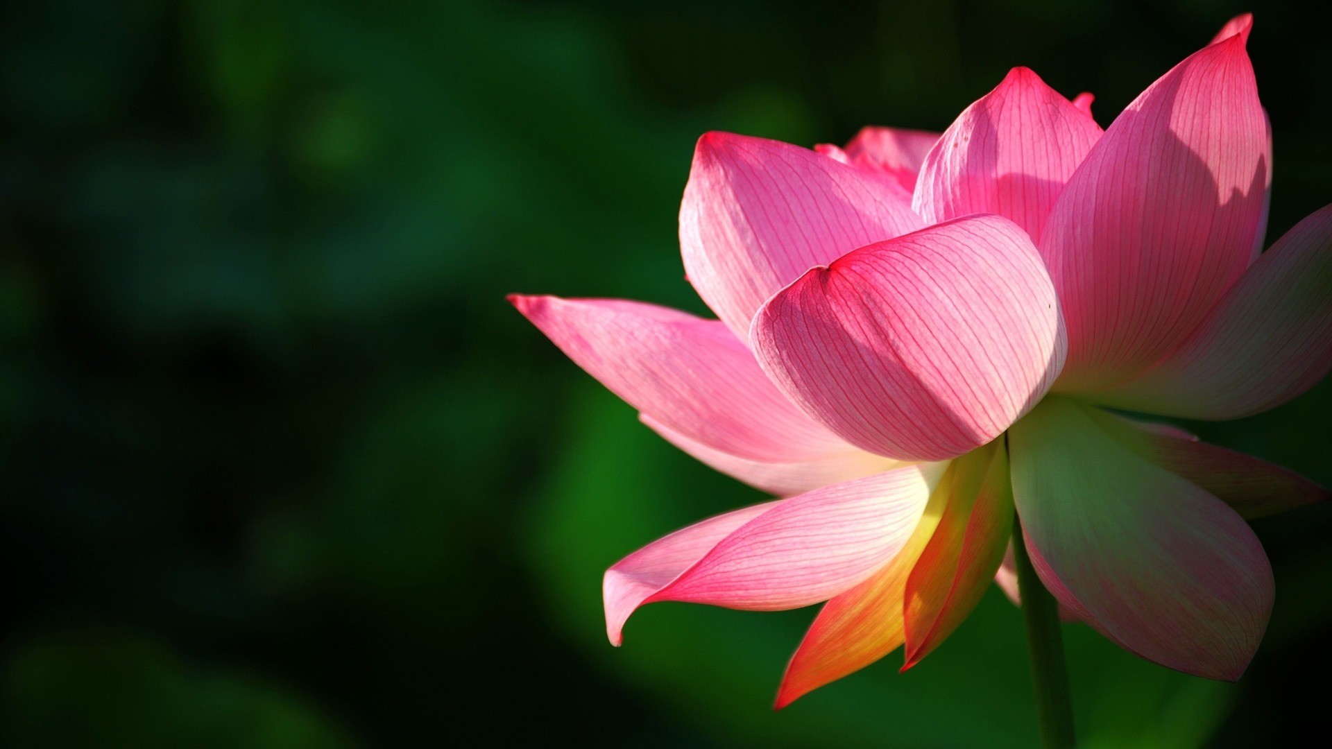 Beautiful Lotus Flower Wallpaper Hd - Lotus Wallpaper Hd Download - HD Wallpaper 