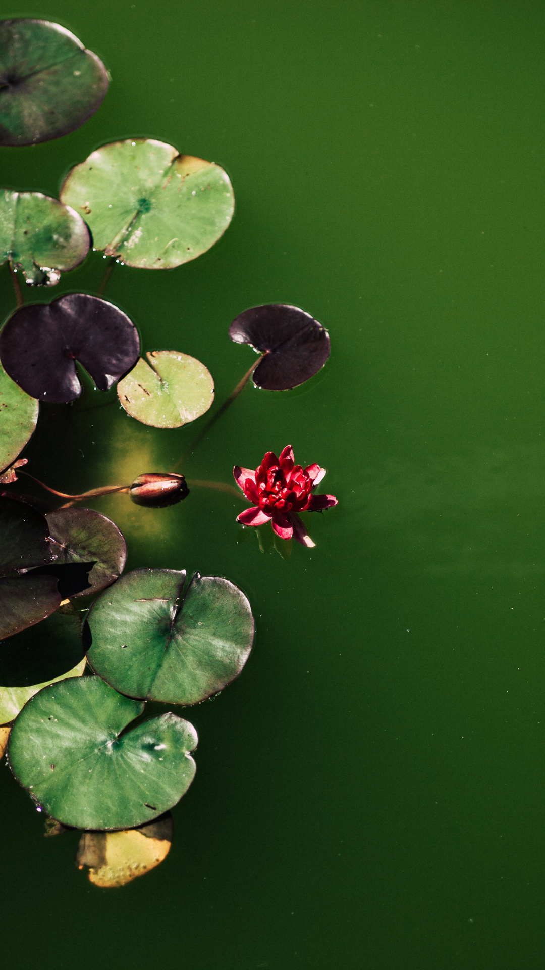 On The Water Iphone Wallpaper - David Served God's Purpose - HD Wallpaper 