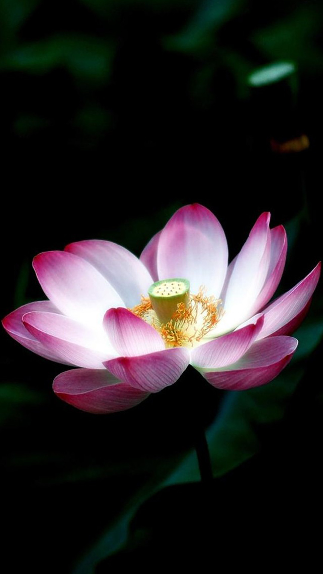 Iphone 6 Wallpaper Hd Flowers Lotus - HD Wallpaper 