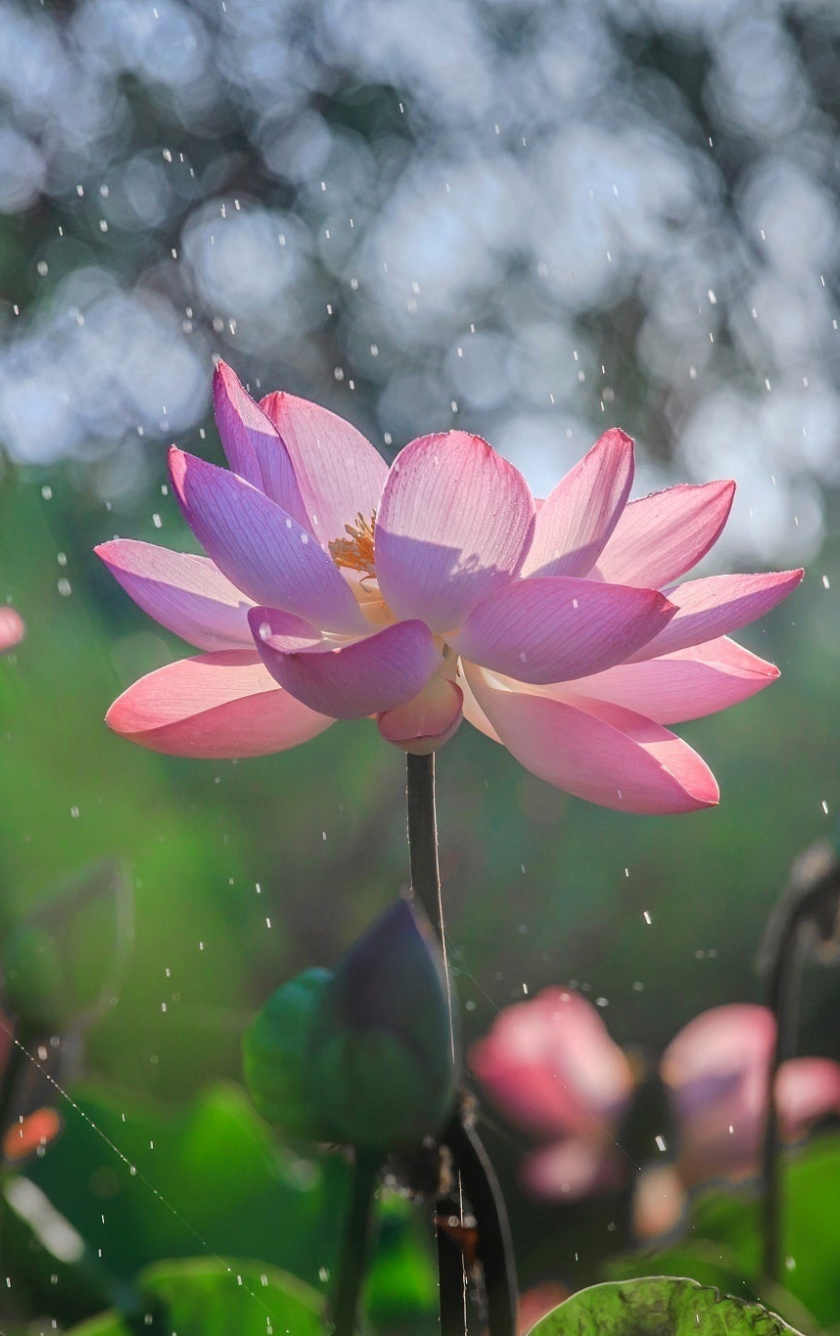 Bloom, Lotus, Flowers, Water Splashes, Bokeh, Wallpaper - HD Wallpaper 