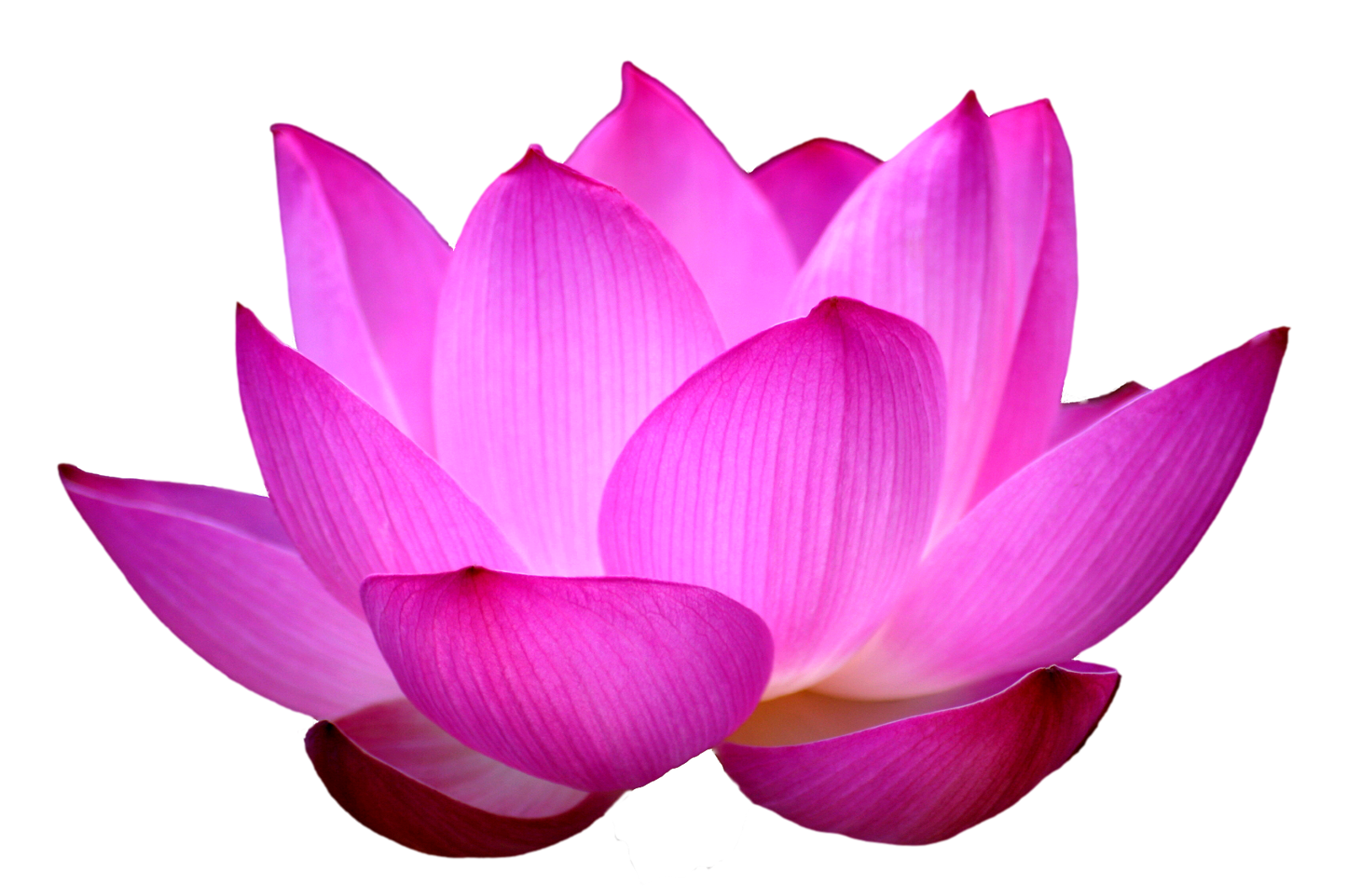 Blue Lotus Png - Lotus Png - HD Wallpaper 
