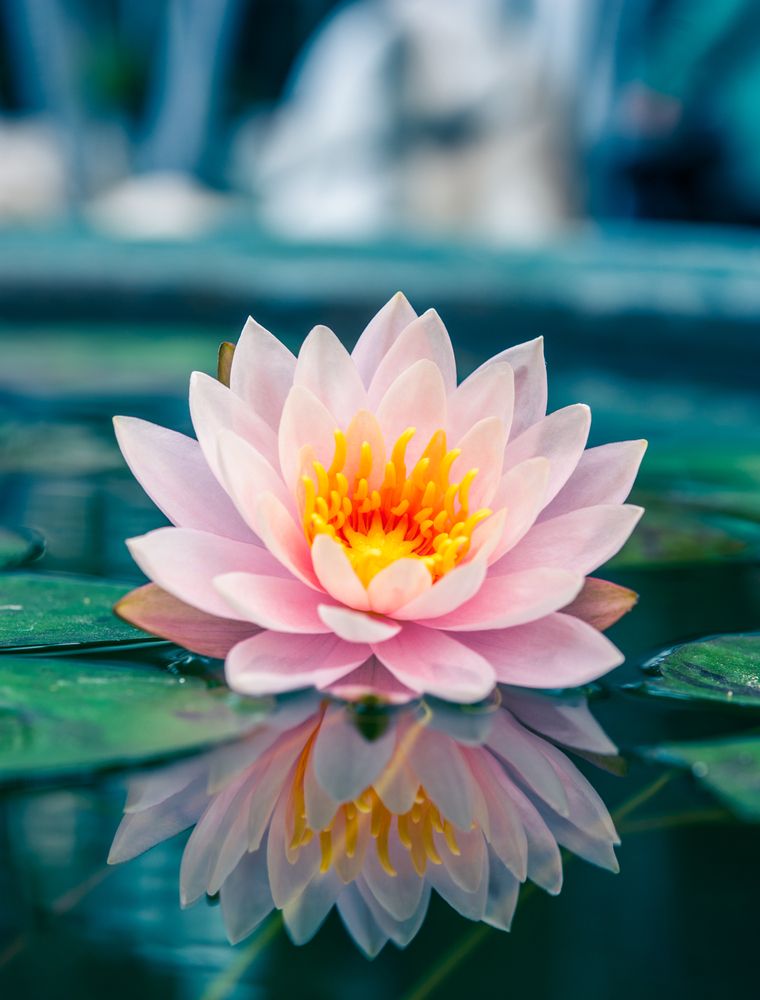 Lotus Flower Wall Paper - Water Lotus Flower Photography - HD Wallpaper 