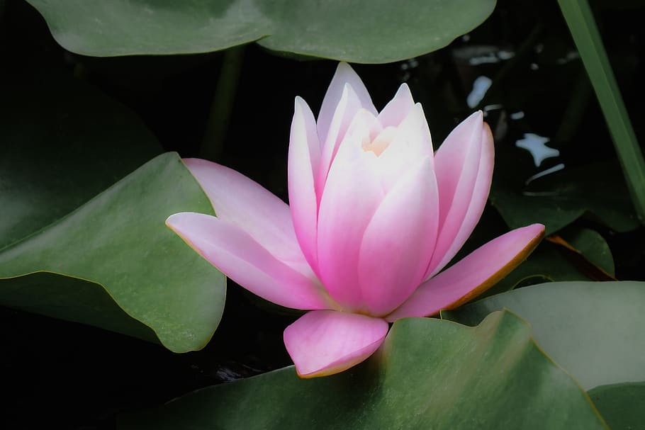 Pink Lotus Flower, Water Lily, Flowering Plant, Leaf, - HD Wallpaper 