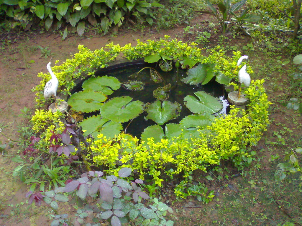 Fish Pond - HD Wallpaper 
