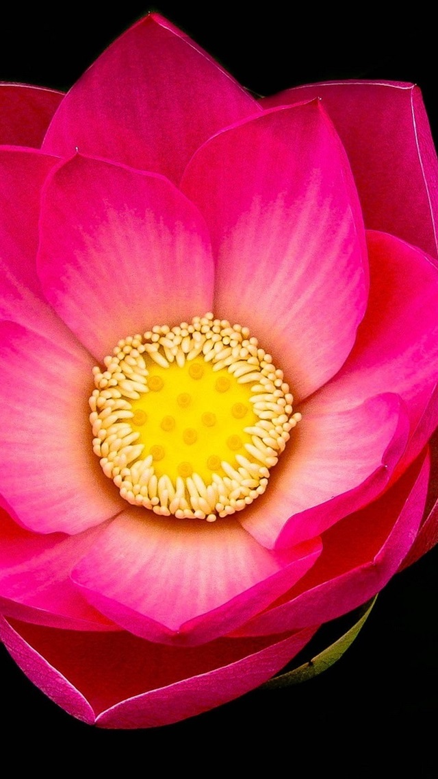 Iphone Wallpaper Pink Lotus Flower Macro Black Background 背景 黒 花 640x1136 Wallpaper Teahub Io