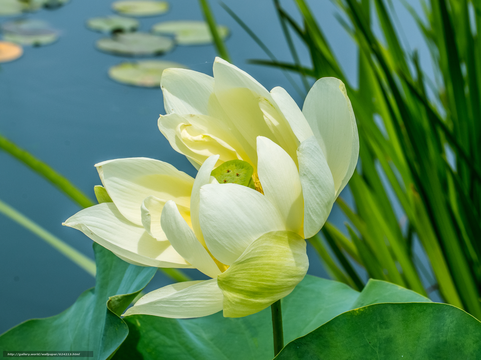 Download Wallpaper Lotus, Flower, Lotus, Flower Free - Imagini Floare Lotus - HD Wallpaper 