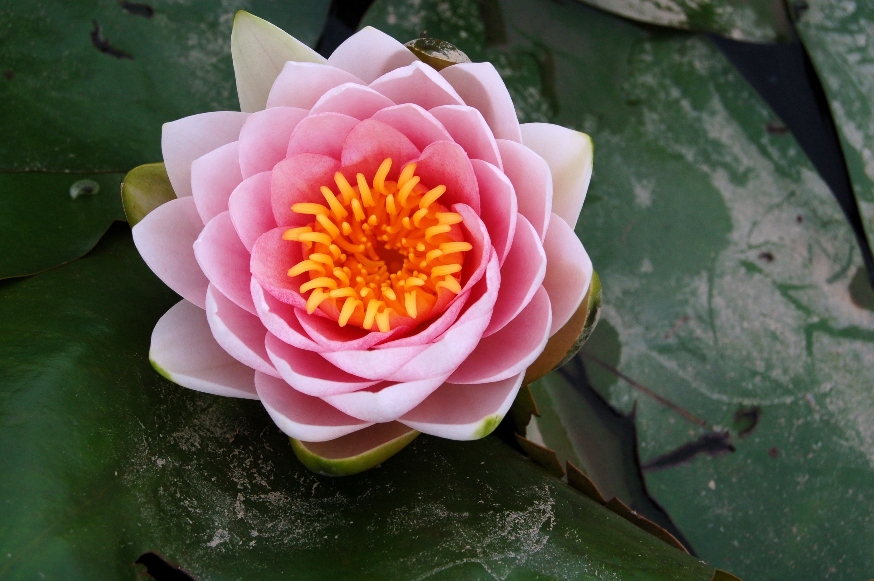 Lotus Flower Top Down - HD Wallpaper 