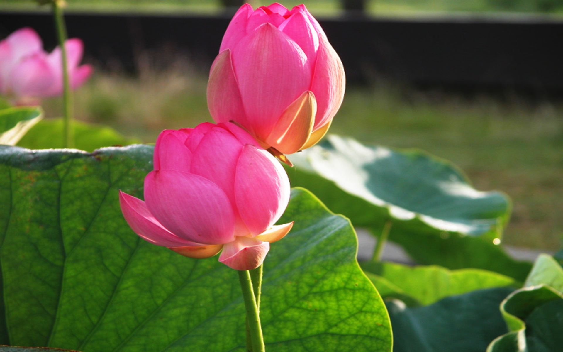 Lotus Flower Wallpaper Free Download - HD Wallpaper 