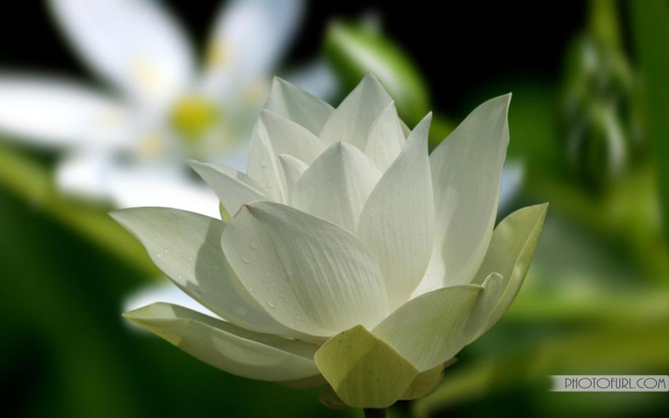 White Lotus For Chloe - HD Wallpaper 
