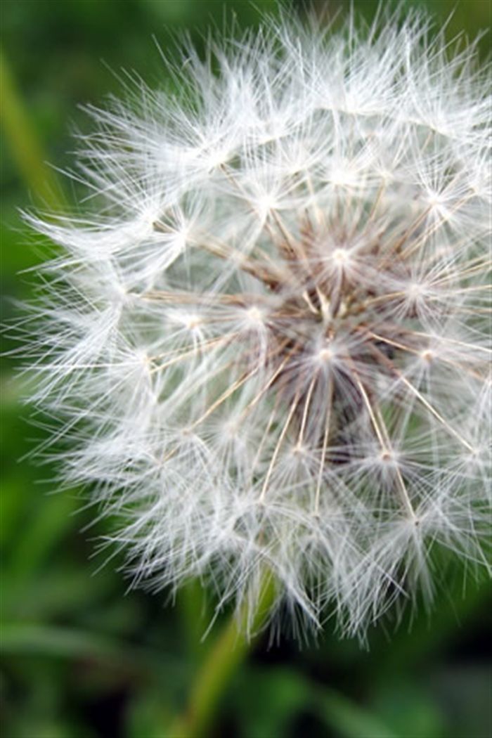 Dandelion Clock - HD Wallpaper 