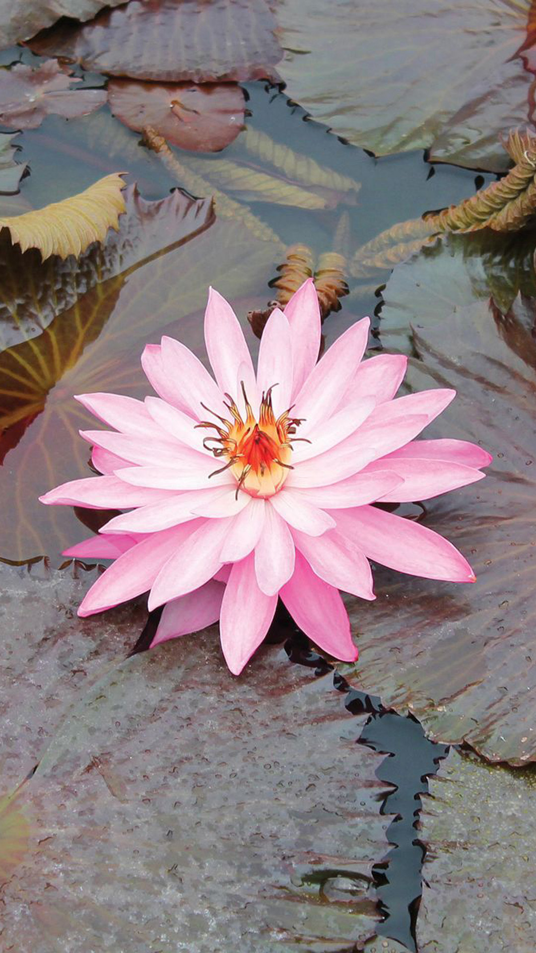 Lotus Wallpaper Iphone - HD Wallpaper 