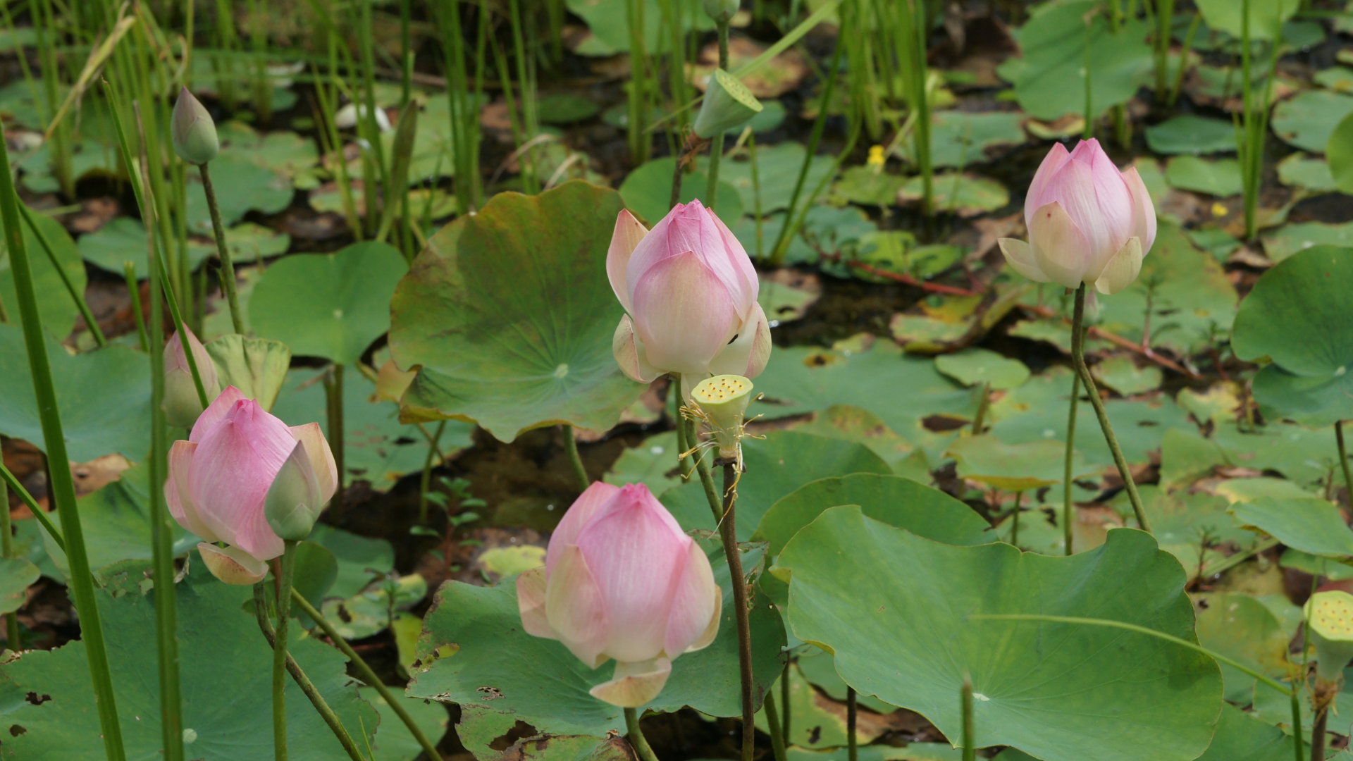 Wallpaper - HD Wallpaper 