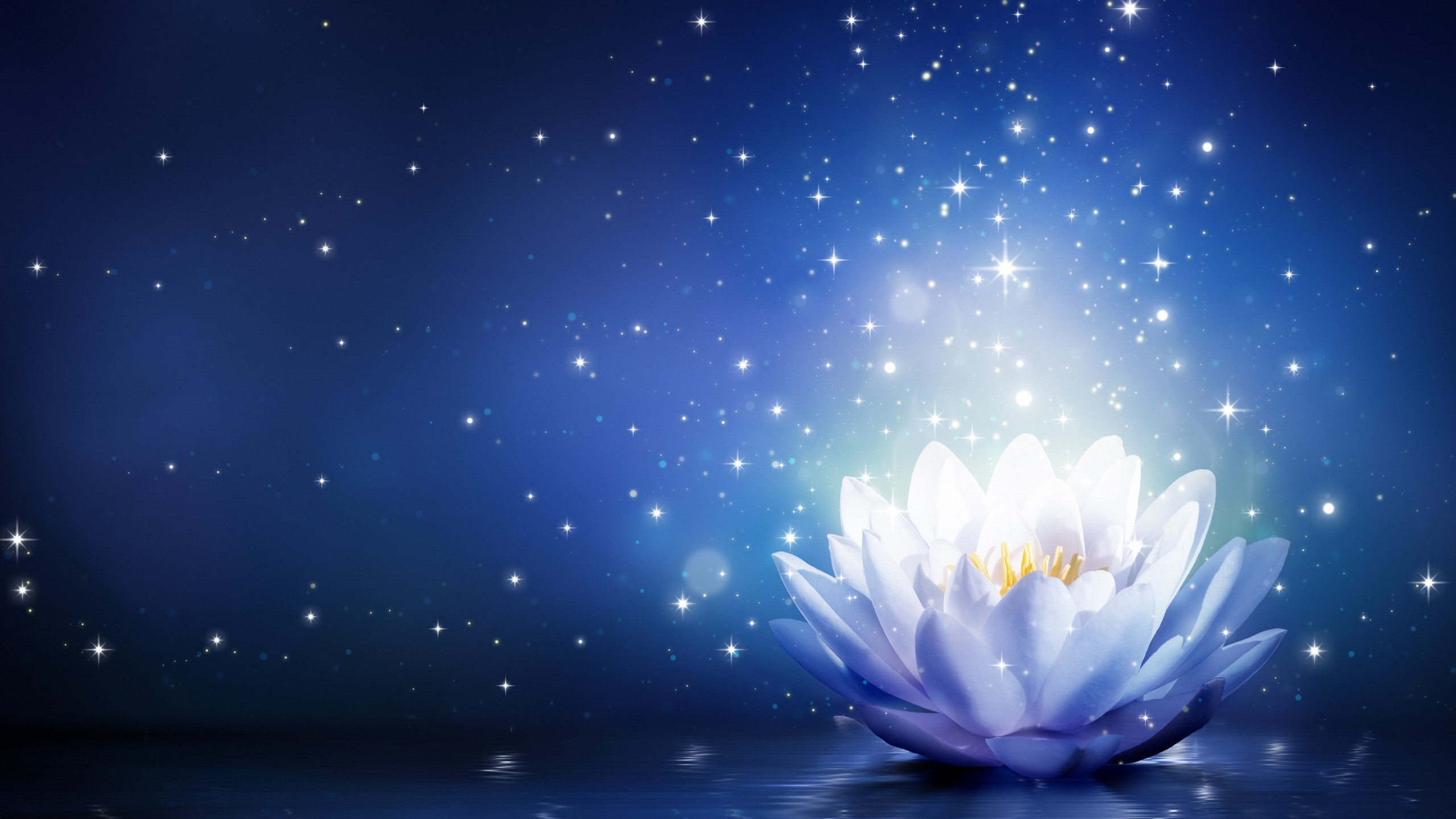 Beautiful Lotus Flower Wallpaper With 2560ã 1600 Resolution - Blue Lotus Flower Background - HD Wallpaper 