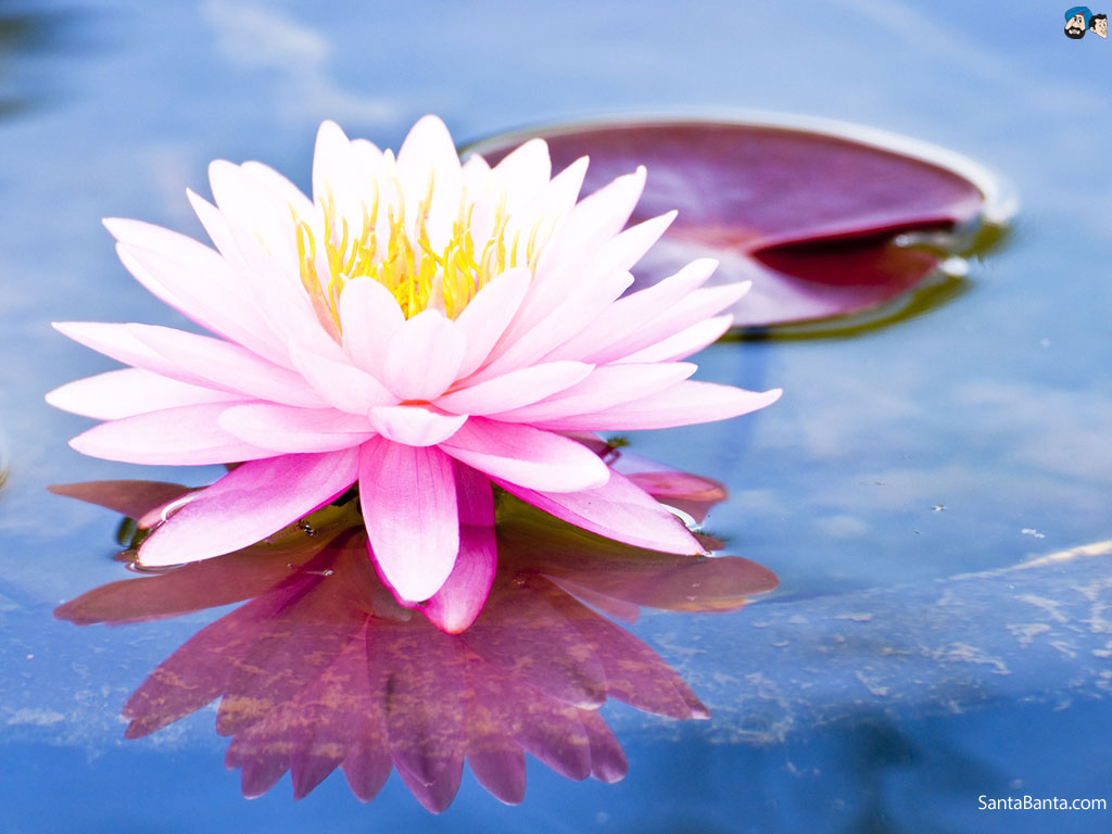 Lotus Flower Wallpapers Wallpaper - 1024x768 Wallpaper Lotus Flower Wallpapers Wallpaper - 1024x768 Wallpaper