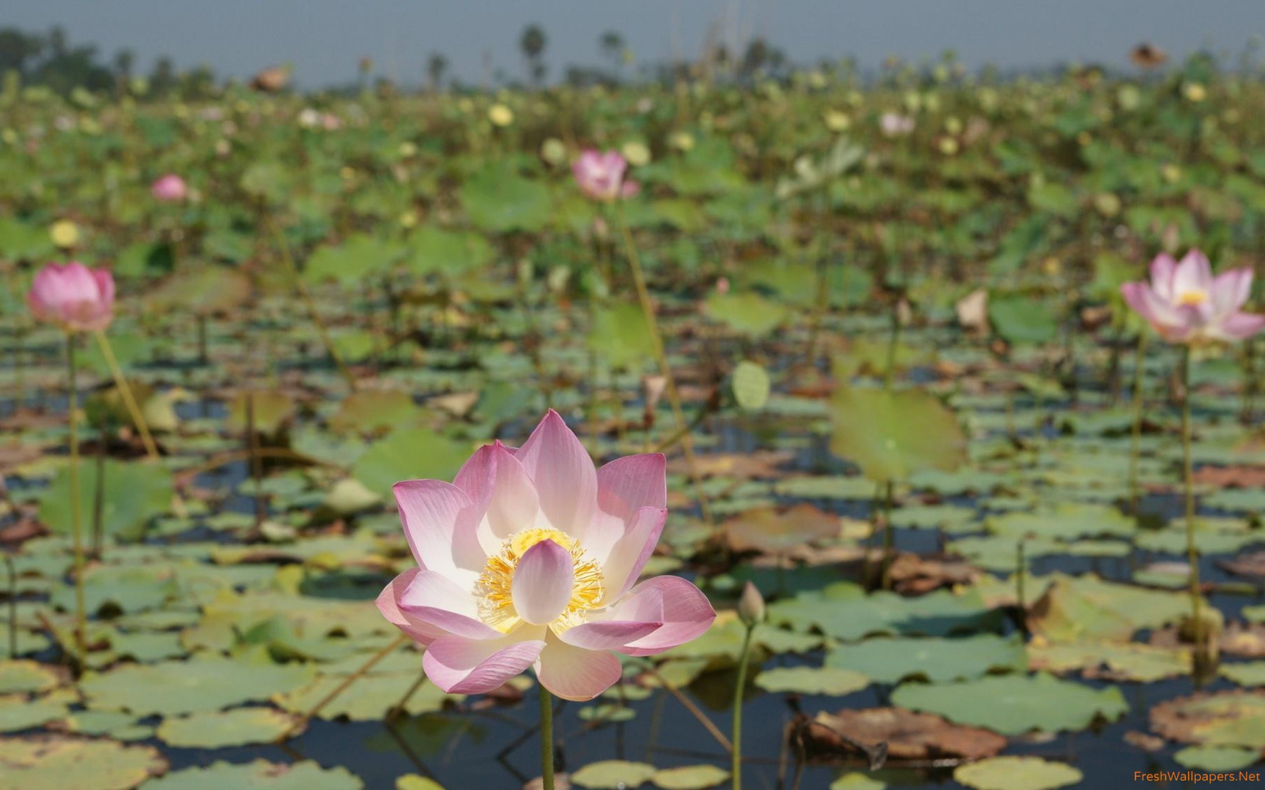 Lotus Flower Wallpaper Free Download - HD Wallpaper 