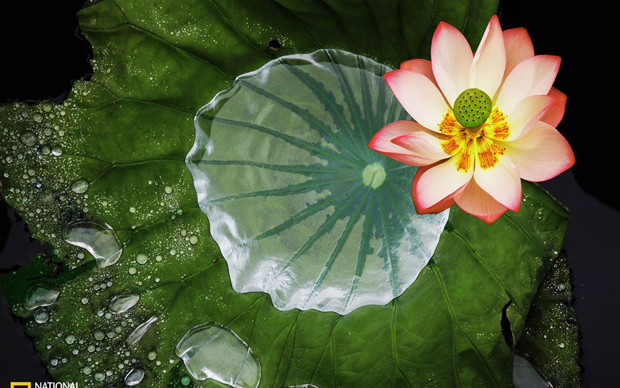 Wallpaper - HD Wallpaper 