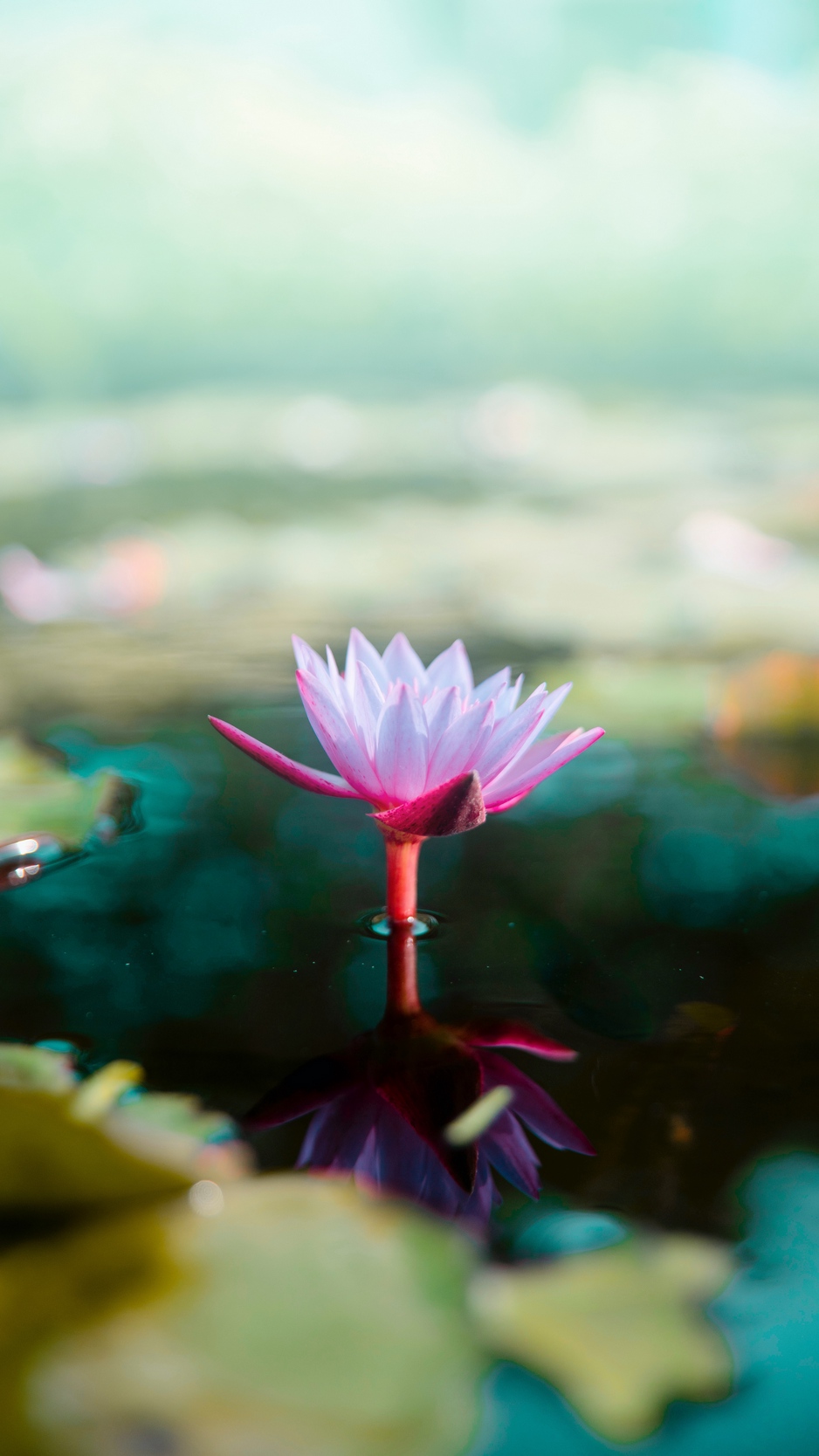 Wallpaper Lotus, Flower, Water, Pink, Blur - Lotus Flower 1080 By 1920 - HD Wallpaper 