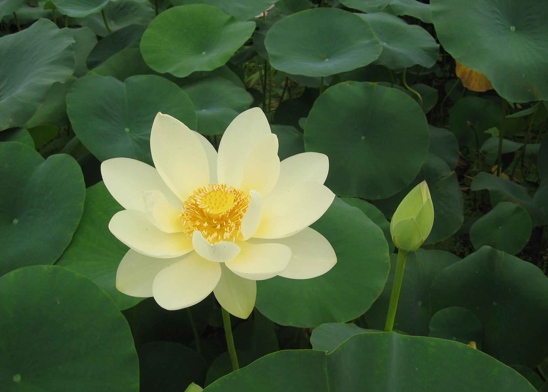 Green Lotus Flower - HD Wallpaper 