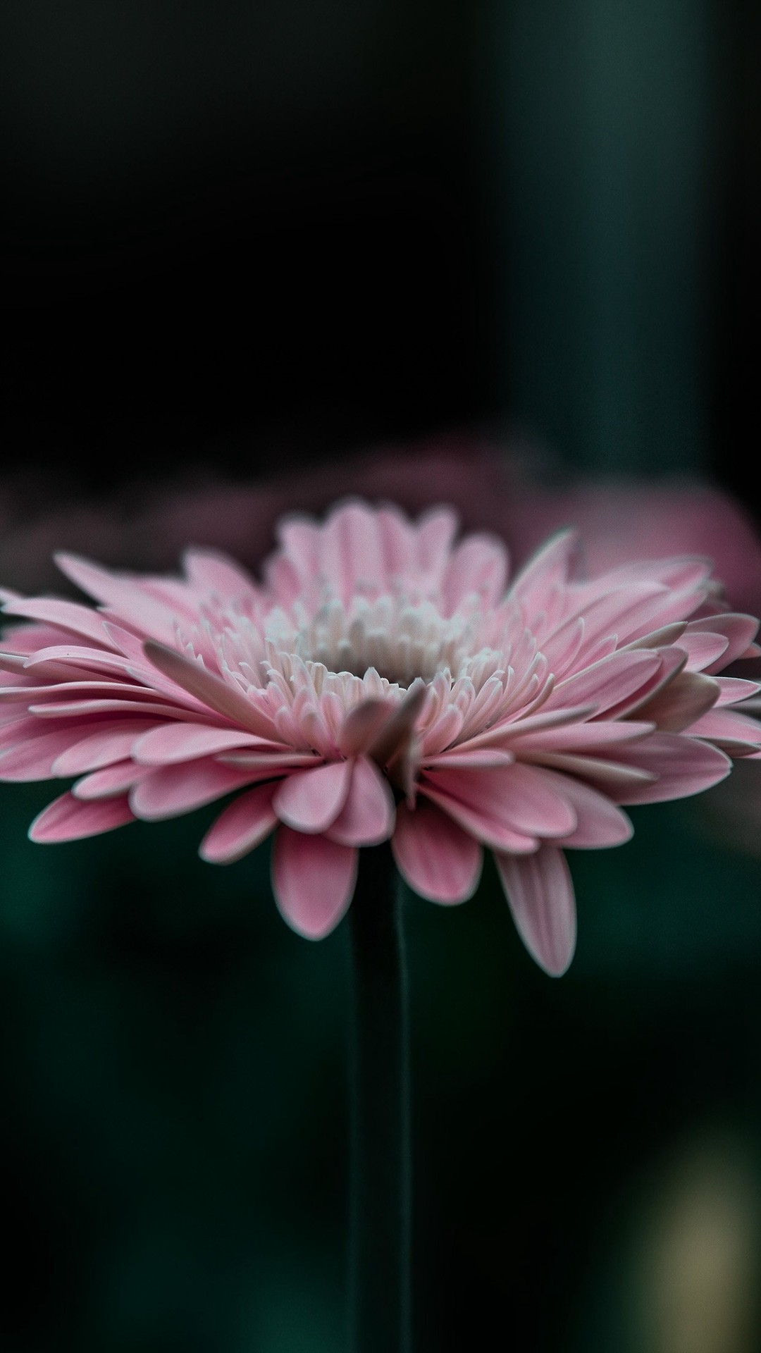 Flower Pink Calm Nature Bokeh - Peaceful Beautiful Wallpapers For Iphone - HD Wallpaper 