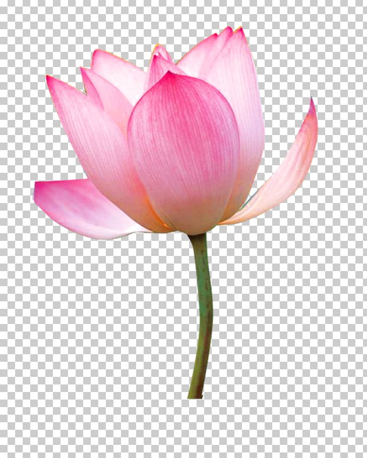 Nelumbo Nucifera Tea Paper Flower Png, Clipart, Aquatic - HD Wallpaper 