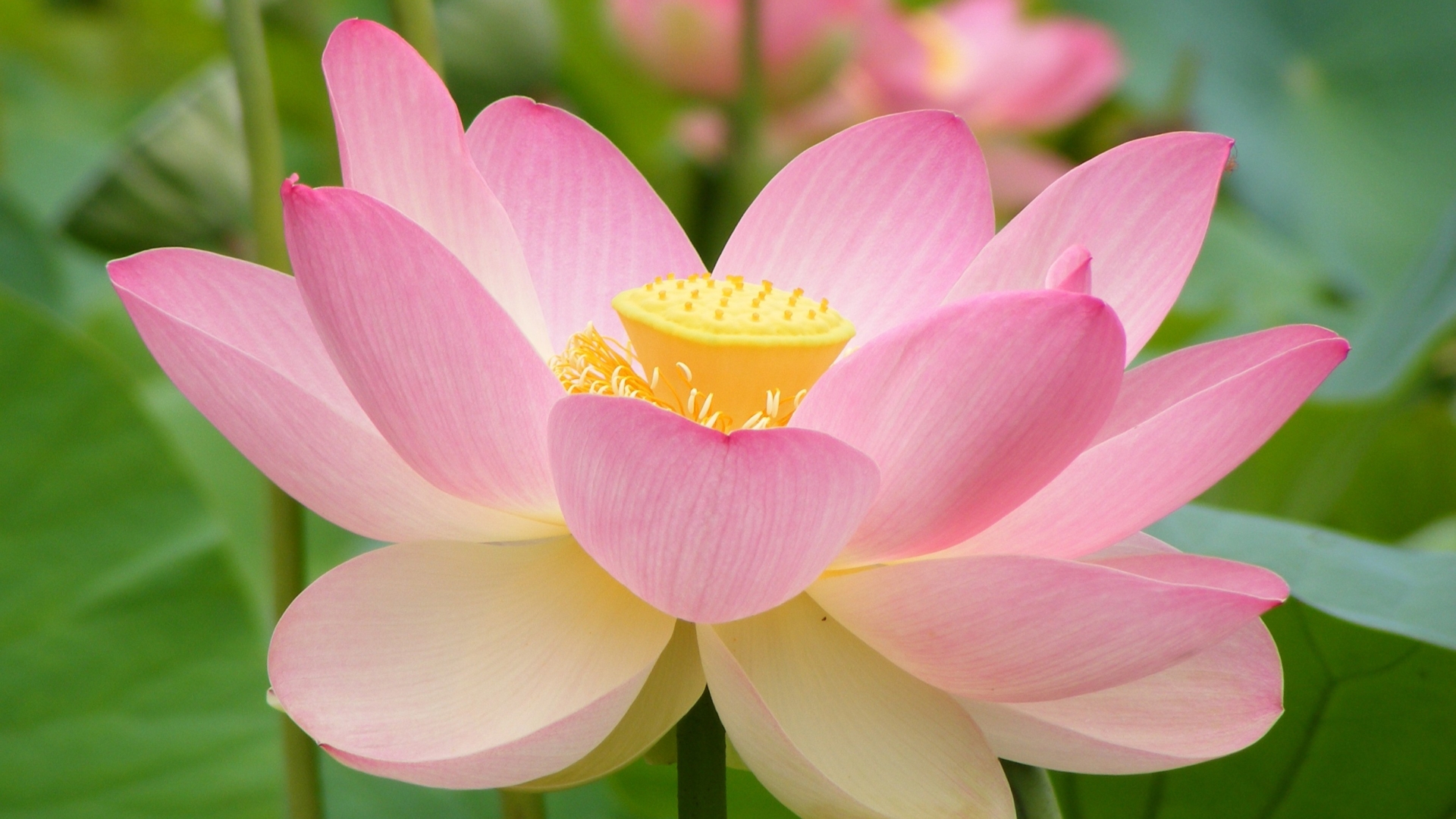 Flower Hd Lotus Beautiful Picture Hd - HD Wallpaper 