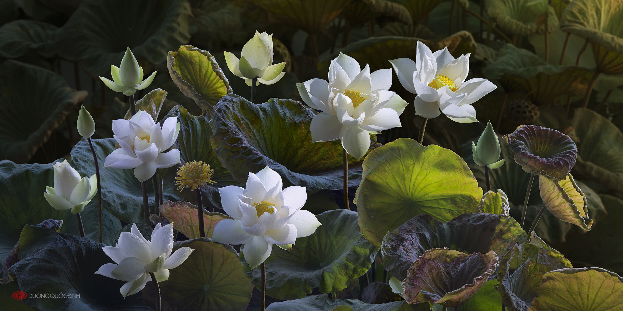 Lotus Flower By Duong Quoc Dinh - HD Wallpaper 