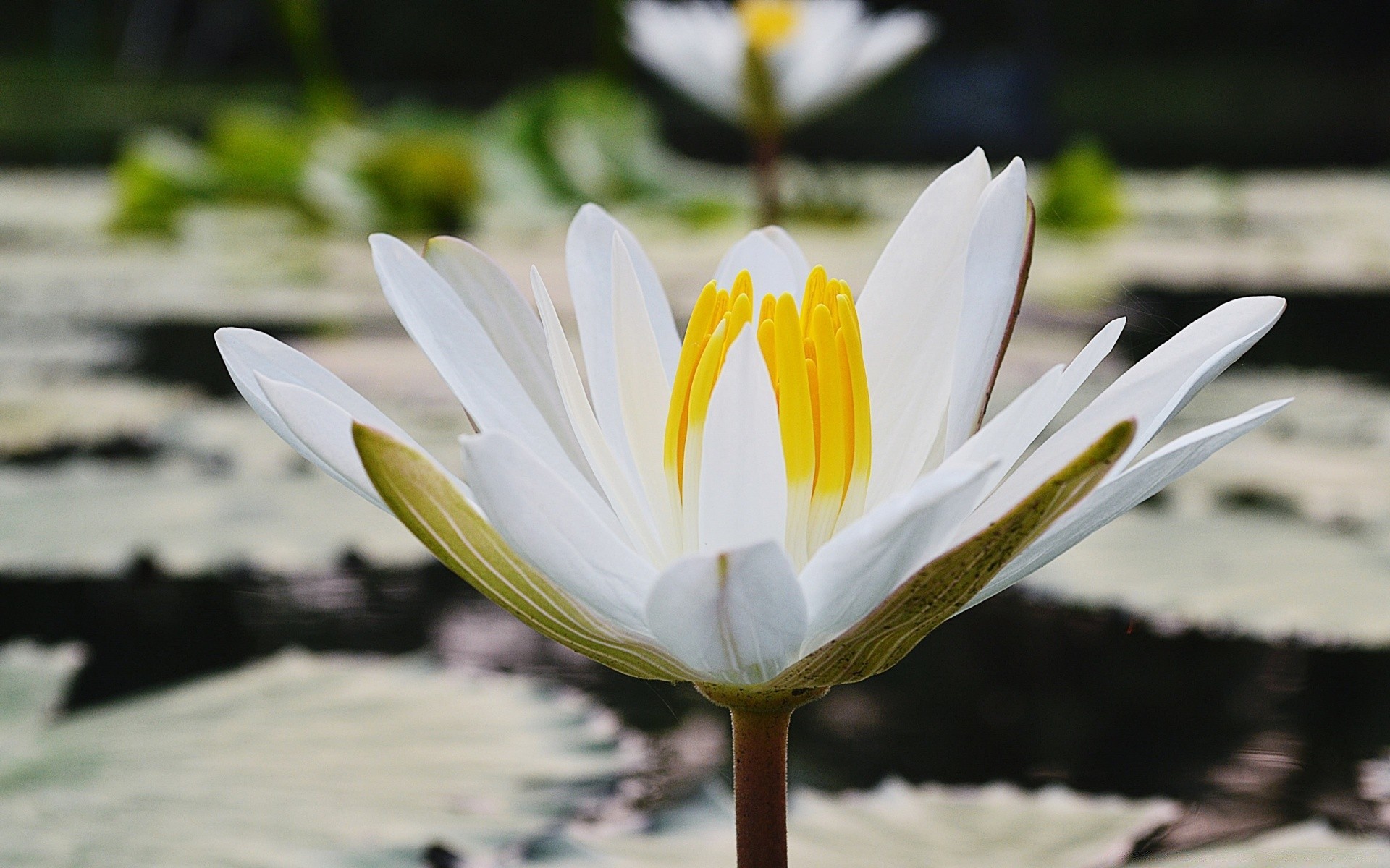 Flowers Flower Nature Leaf Lotus Summer Garden Flora - Sacred Lotus - HD Wallpaper 