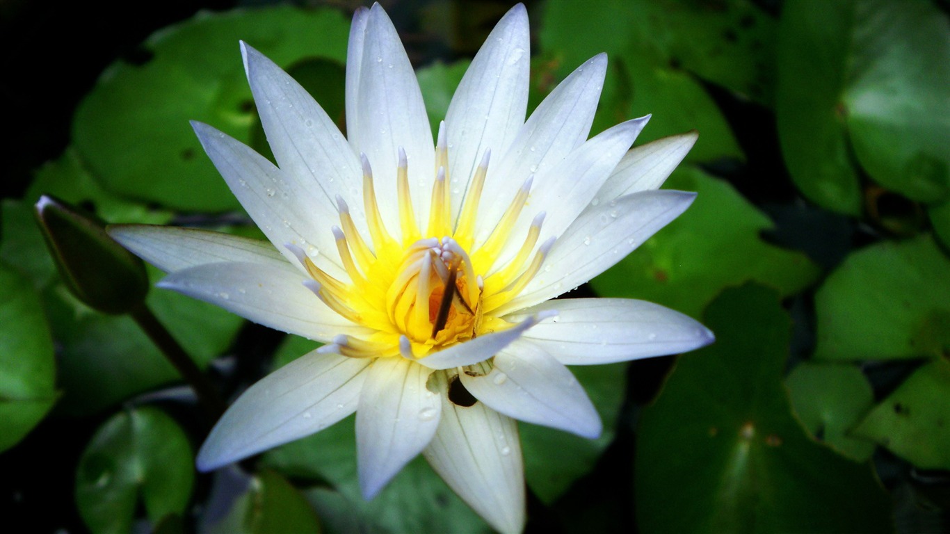 White Beautiful Lotus-flowers Desktop Wallpaper2012 - Sacred Lotus - HD Wallpaper 