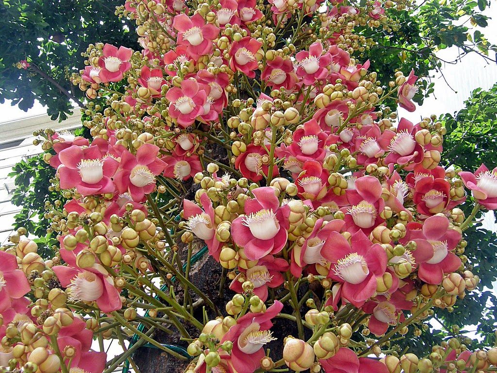 Couroupita Guianensis Plant - HD Wallpaper 