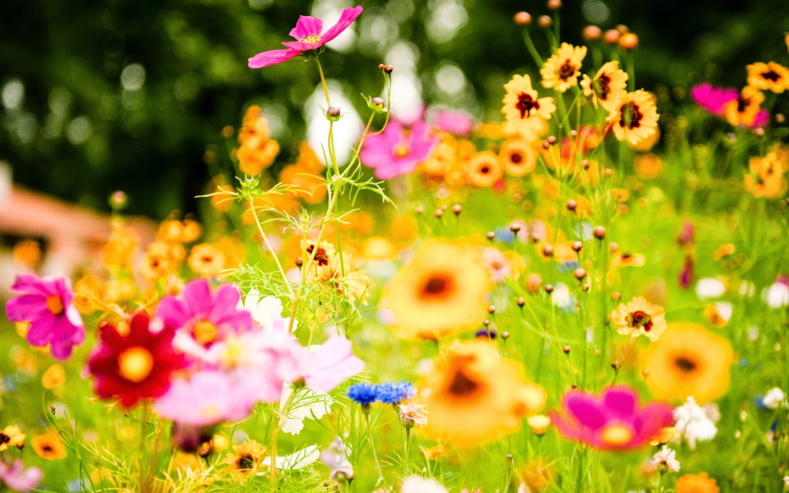 Flowers - Summer Flowers - HD Wallpaper 