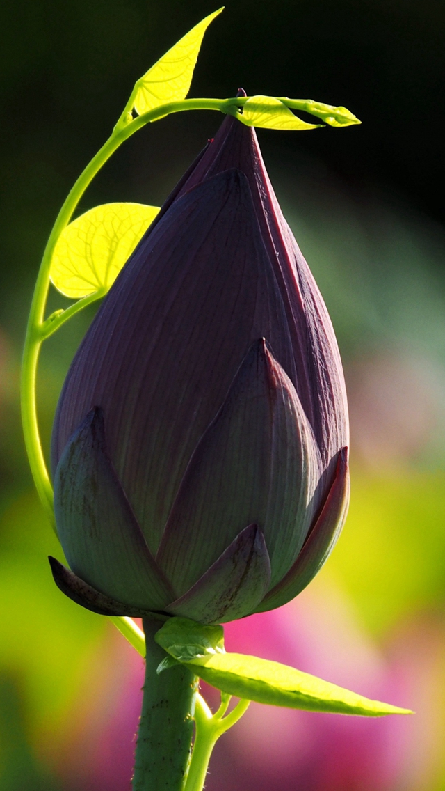 Lotus Bud Blur Stem Iphone Wallpaper - Wallpaper - HD Wallpaper 