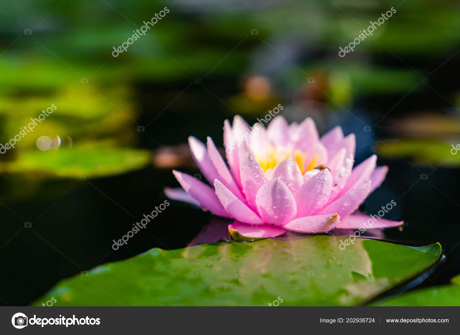 Sacred Lotus - HD Wallpaper 