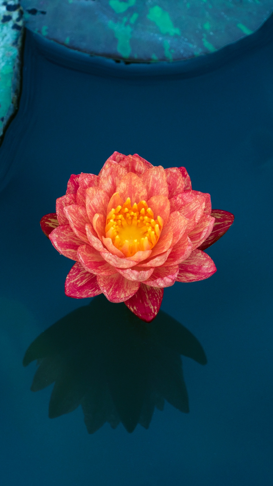 Wallpaper Lotus, Water Lily, Water, Petals, Leaves - Iphone Water Lily  Background - 938x1668 Wallpaper 