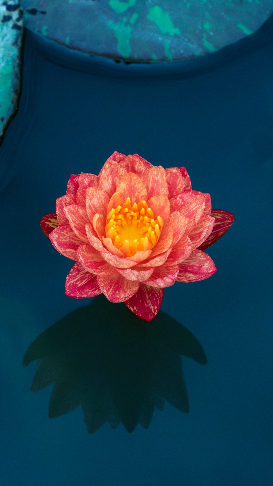 Wallpaper Lotus, Water Lily, Water, Petals, Leaves - Iphone Water Lily Background - HD Wallpaper 