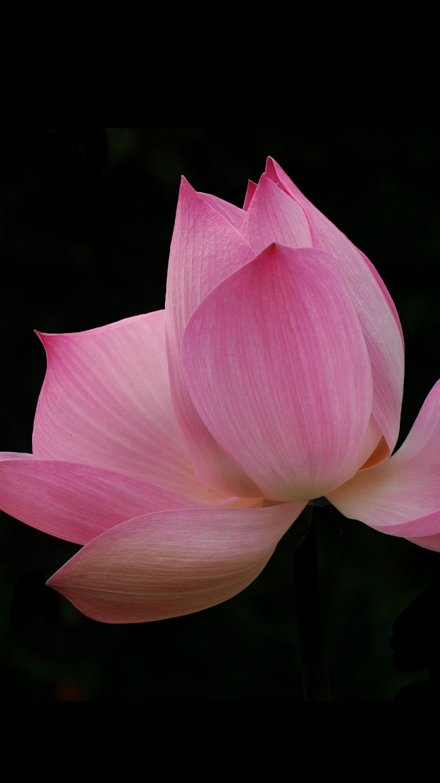 Beautiful Lotus Tulip Flowers - HD Wallpaper 