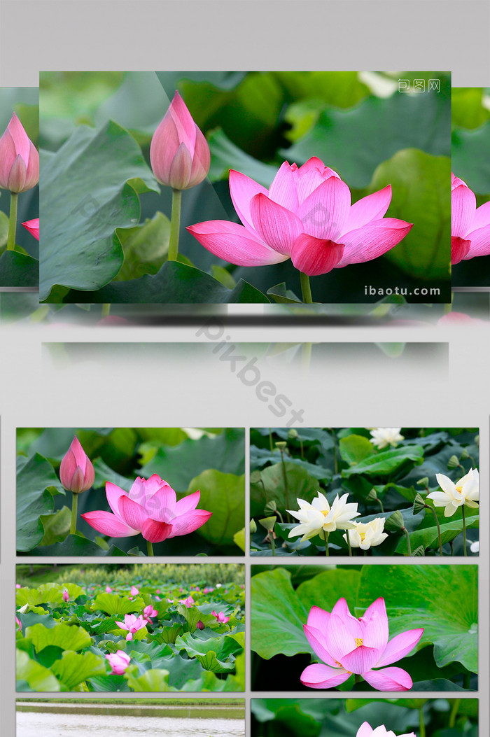 Beautiful Lotus Hd Real Shot - Sacred Lotus - HD Wallpaper 