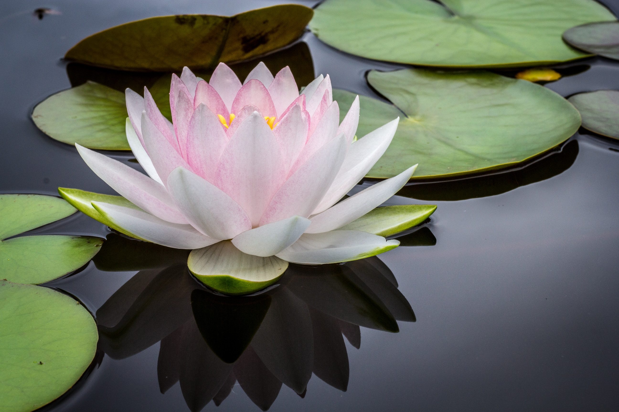 Flower On Lily Pad - HD Wallpaper 
