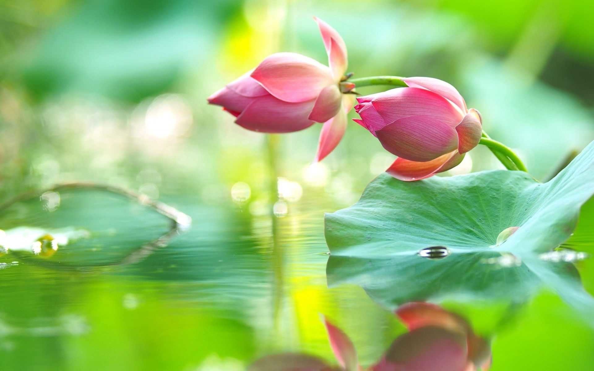Beautiful Lotus Flower Wallpaper - Lotus With Water Drops - HD Wallpaper 