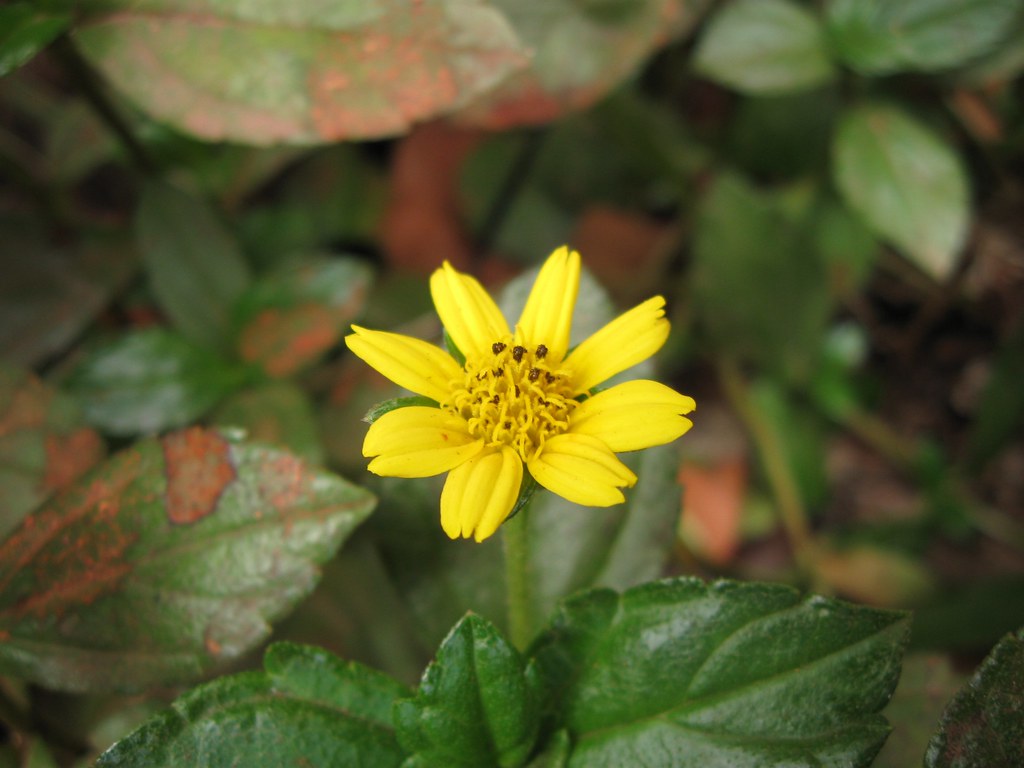 Jacobaea Vulgaris - HD Wallpaper 
