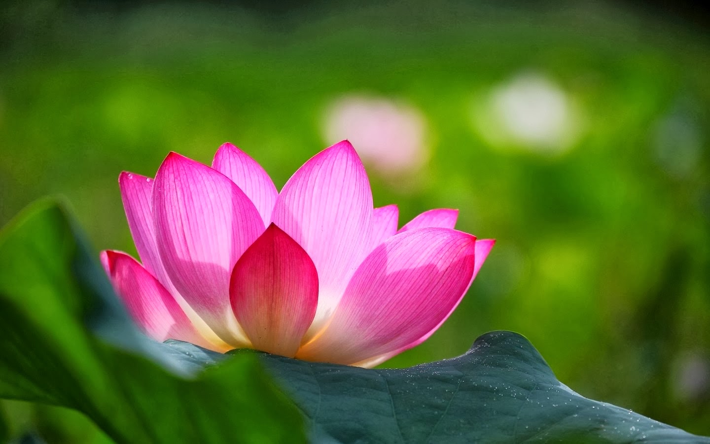 Lotus Flowers Wallpapers - Lotus Flower With Green Background - 1440x900  Wallpaper 