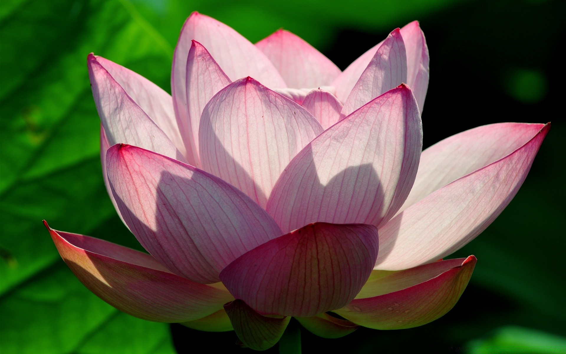 Flowers Lotus Flower Flora Leaf Lily Aquatic Pool Nature - Wallpaper - HD Wallpaper 