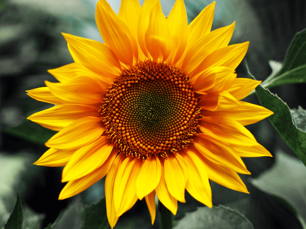 Flower Wallpaper Sunflower - HD Wallpaper 