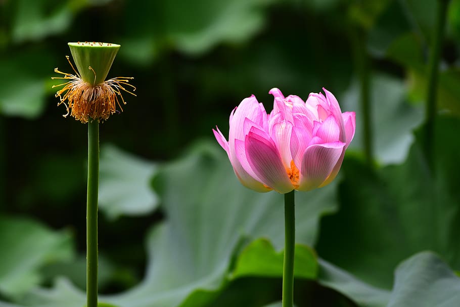 Lotus, Flower, Plant, Flowering Plant, Beauty In Nature, - HD Wallpaper 