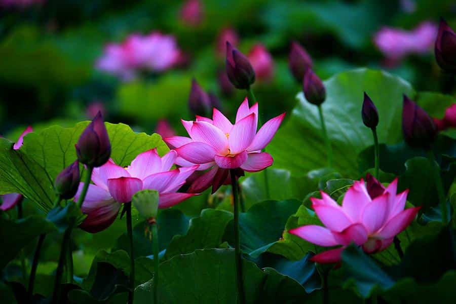 Kamal Phool Wallpaper - 900x600 Wallpaper Kamal Phool Wallpaper - 900x600 Wallpaper