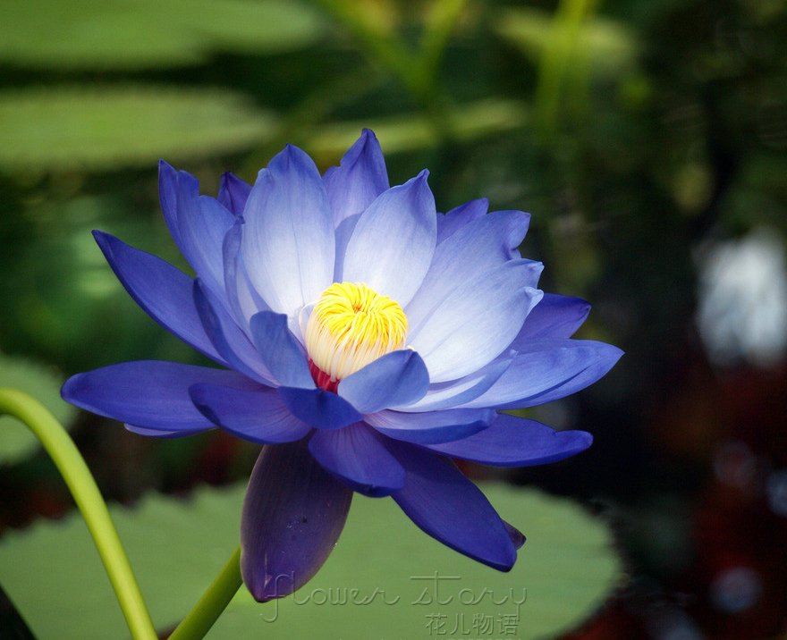 Buy 20 Blue Moon Lotus Flower Seeds ,amazing - Blue Moon Lotus Flower - HD Wallpaper 