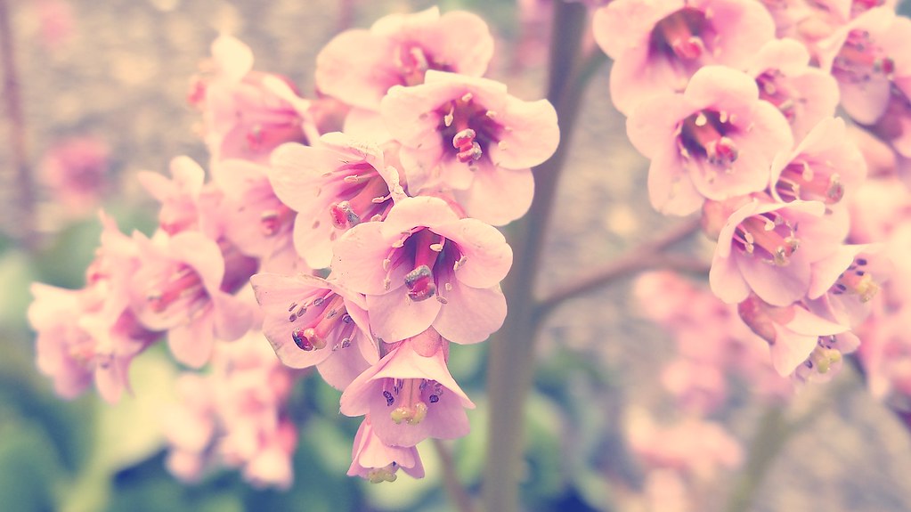 Photography Vintage Flowers - HD Wallpaper 