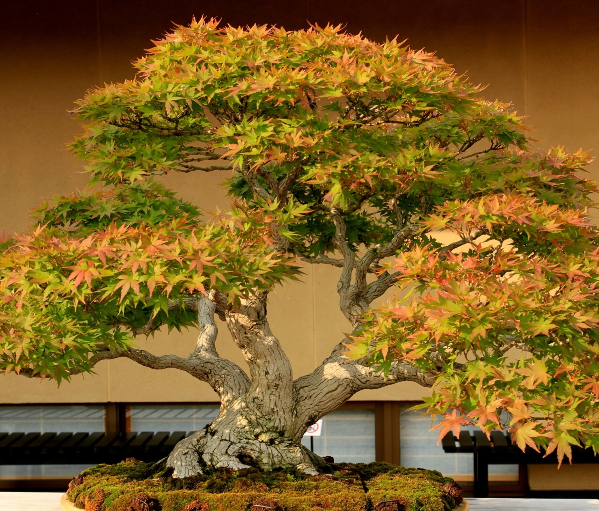 Hermosos Bonsais - HD Wallpaper 